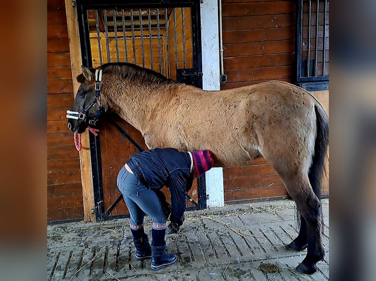 Konik Hongre 4 Ans 145 cm Isabelle in Forst