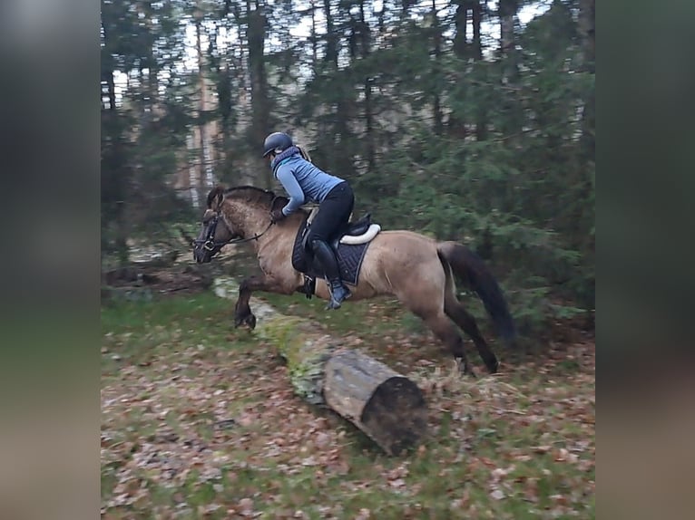 Konik Hongre 4 Ans 145 cm Isabelle in Forst