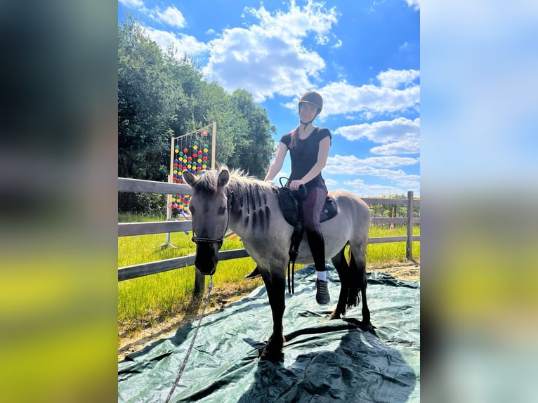 Konik Hongre 5 Ans 130 cm Isabelle in H&#xFC;rth