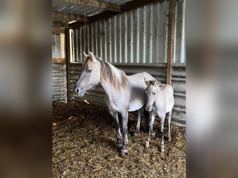 Konik Hongre 5 Ans 130 cm Isabelle in H&#xFC;rth