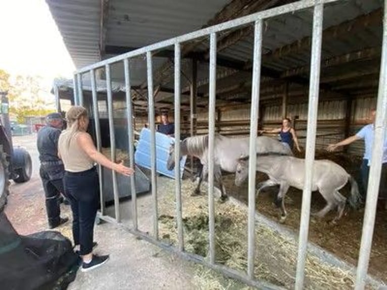 Konik Hongre 5 Ans 130 cm Isabelle in H&#xFC;rth