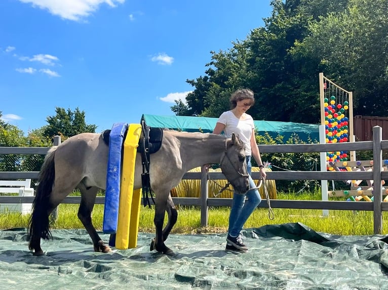Konik Hongre 5 Ans 130 cm Isabelle in H&#xFC;rth
