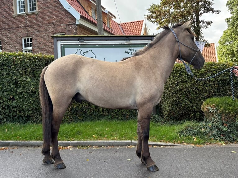 Konik Hongre 5 Ans 136 cm Isabelle in Eggermühlen