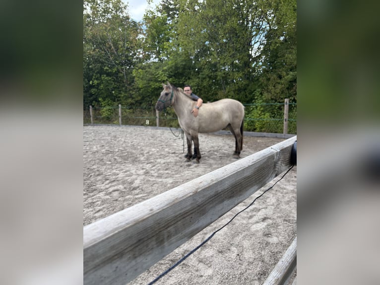 Konik Hongre 5 Ans 136 cm Isabelle in Schalksmühle