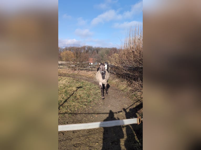 Konik Hongre 5 Ans 140 cm  in Radevormwald