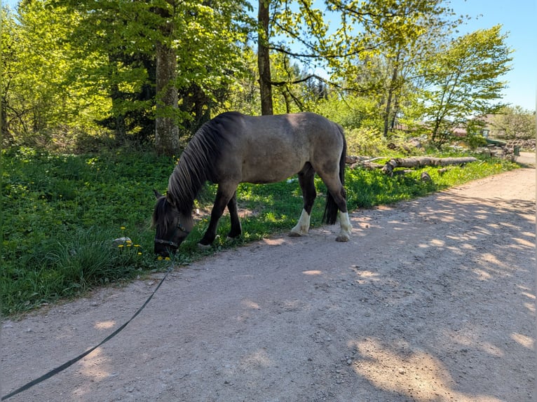 Konik Hongre 5 Ans 144 cm Grullo in Waldshut-Tiengen