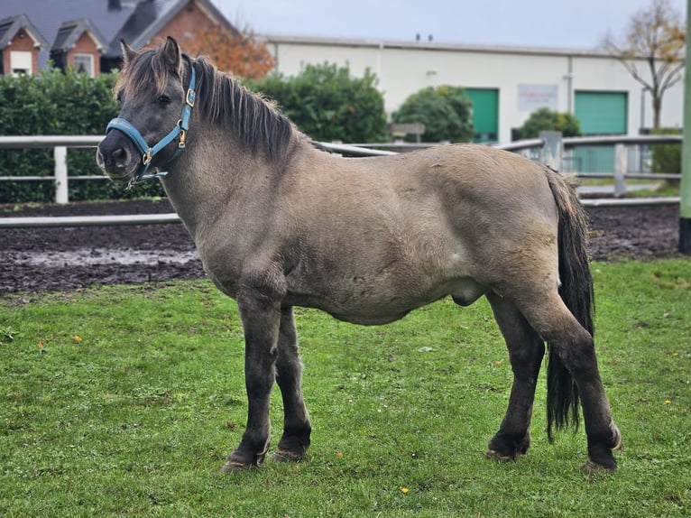 Konik Hongre 6 Ans 135 cm Isabelle in Niederzier