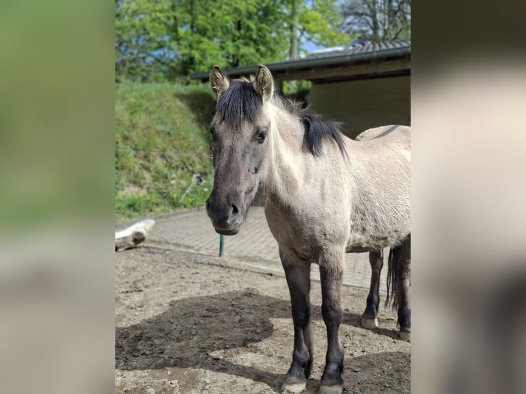 Konik Hongre 7 Ans 138 cm Isabelle in Giershausen