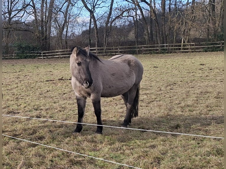 Konik Hongre 7 Ans 138 cm Isabelle in Giershausen