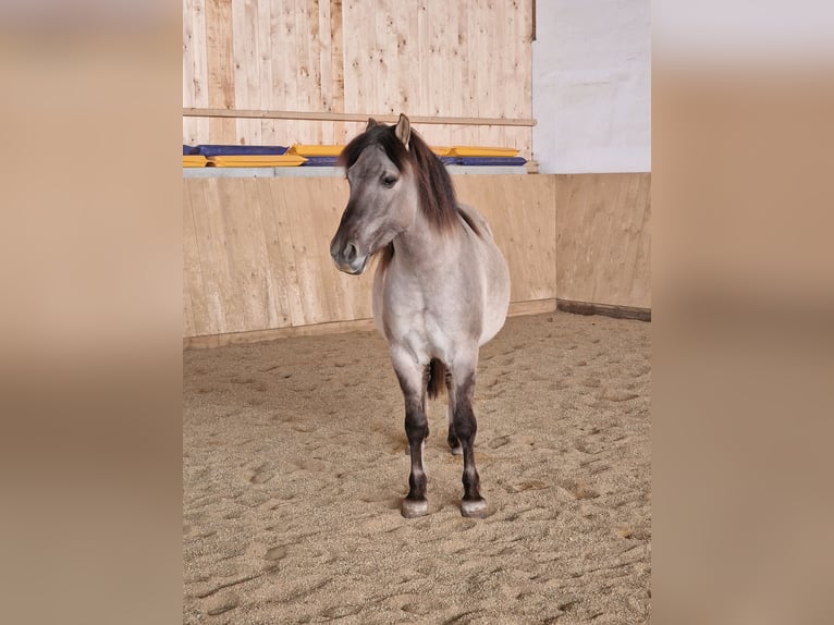 Konik Hongre 7 Ans 140 cm Isabelle in Falkenstein