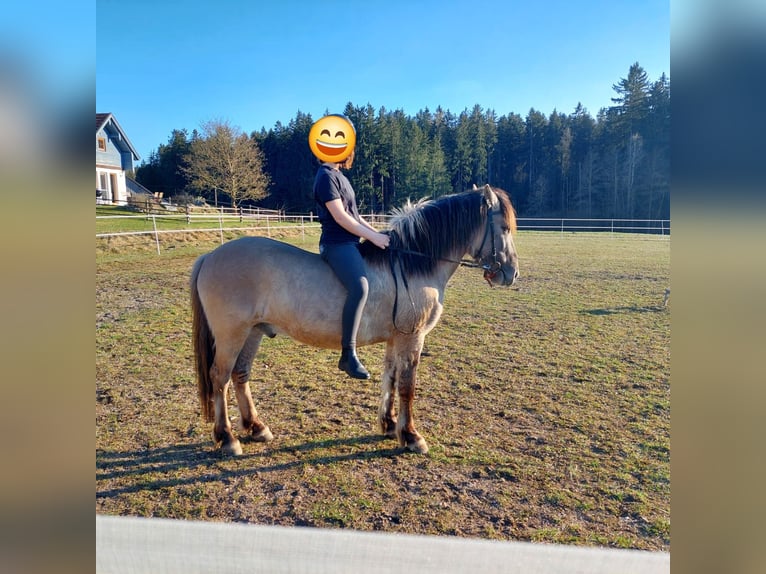 Konik Hongre 7 Ans 140 cm Isabelle in Falkenstein