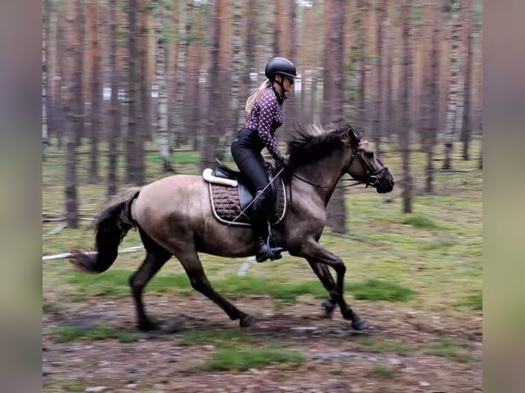 Konik Hongre 7 Ans 144 cm Isabelle in Forst