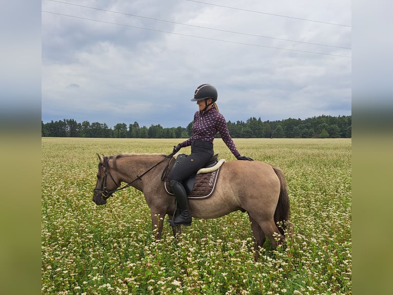 Konik Hongre 7 Ans 144 cm Isabelle in Forst
