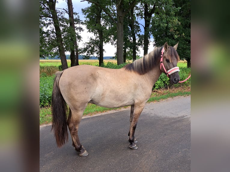 Konik Hongre 7 Ans 144 cm Isabelle in Forst