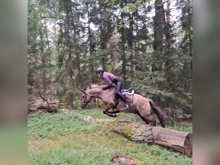 Konik Hongre 7 Ans 144 cm Isabelle in Forst