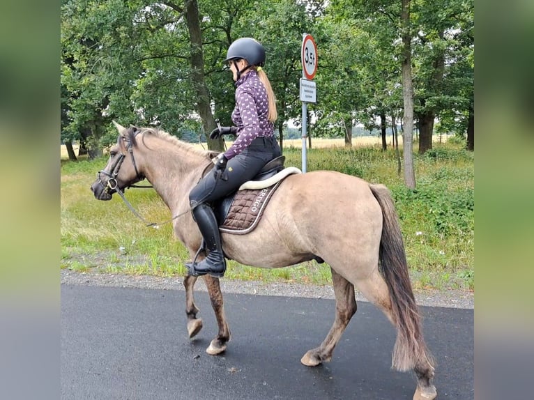 Konik Hongre 7 Ans 144 cm Isabelle in Forst