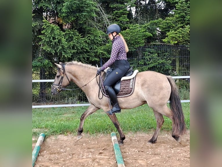 Konik Hongre 7 Ans 144 cm Isabelle in Forst