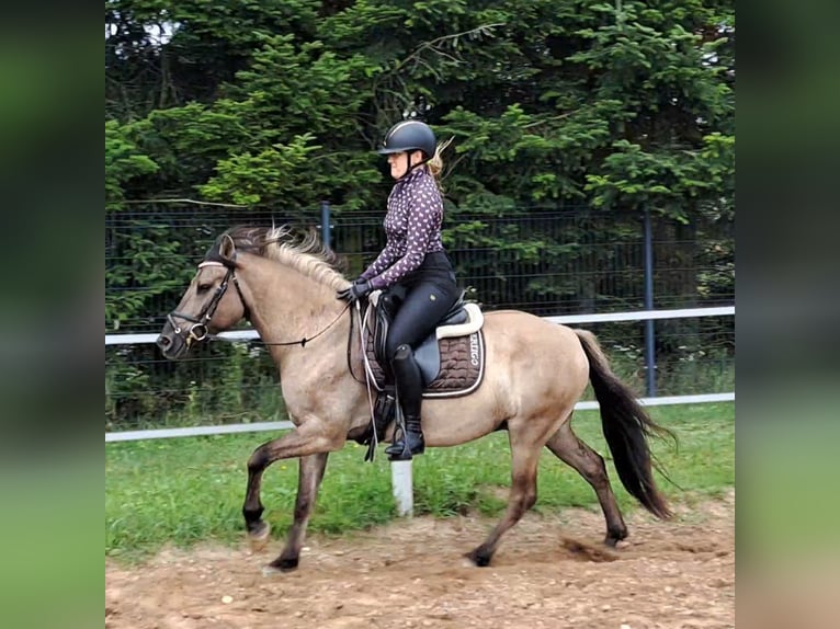 Konik Hongre 7 Ans 144 cm Isabelle in Forst