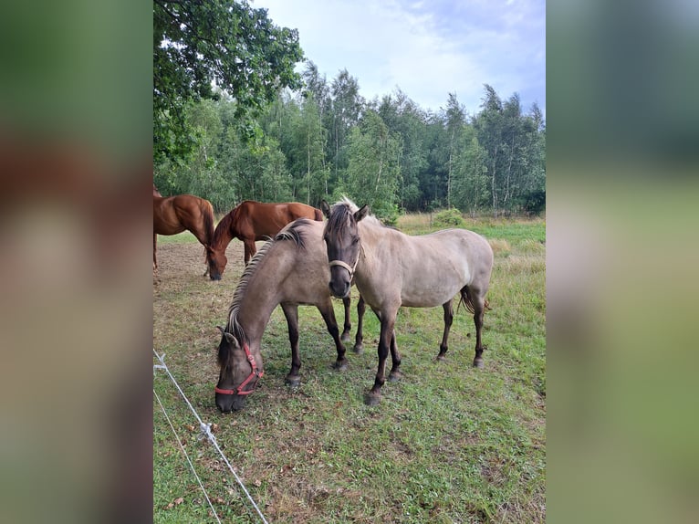 Konik Hongre 7 Ans 144 cm Isabelle in Forst