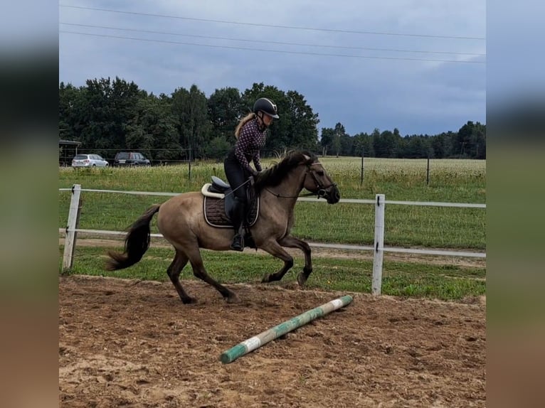 Konik Hongre 7 Ans 144 cm Isabelle in Forst