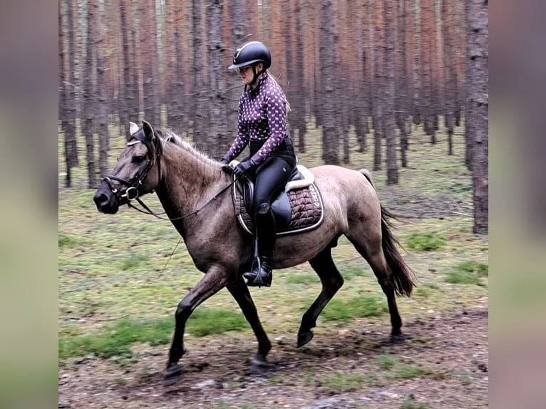 Konik Hongre 7 Ans 144 cm Isabelle in Forst