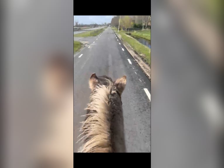 Konik Hongre 8 Ans 140 cm Buckskin in Antwerpen