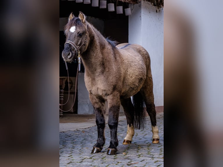 Konik Hongre 9 Ans 120 cm Isabelle in Schwabenheim