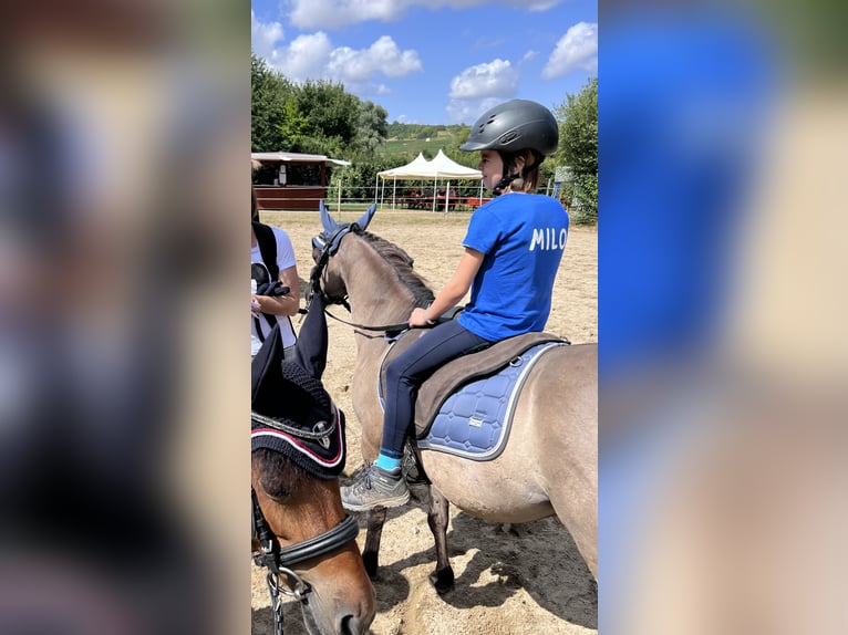 Konik Hongre 9 Ans 120 cm Isabelle in Schwabenheim