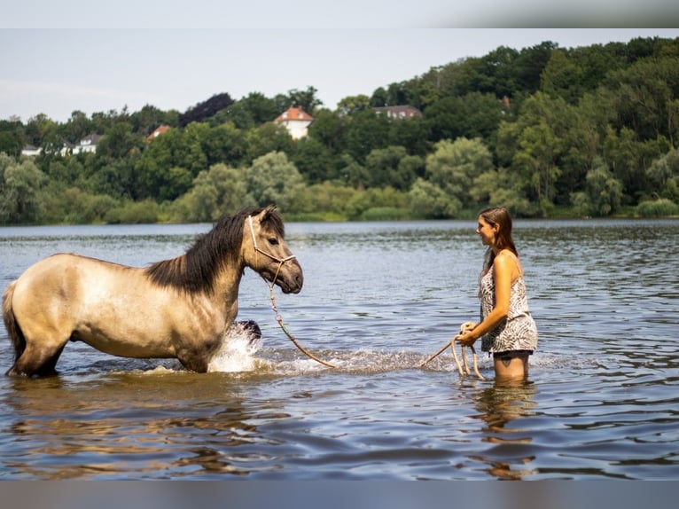 Konik Hongre 9 Ans 147 cm Isabelle in Hittbergen