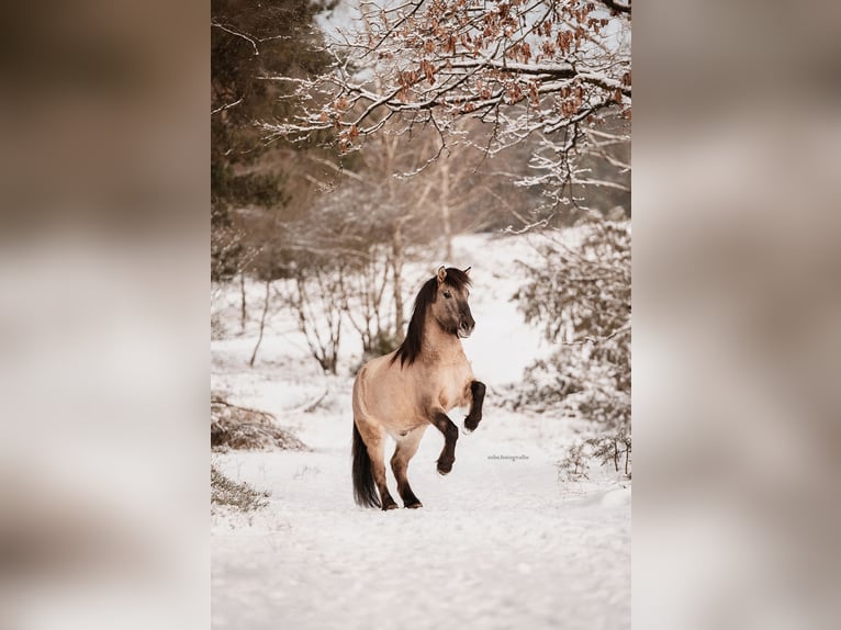 Konik Hongre 9 Ans 147 cm Isabelle in Hittbergen