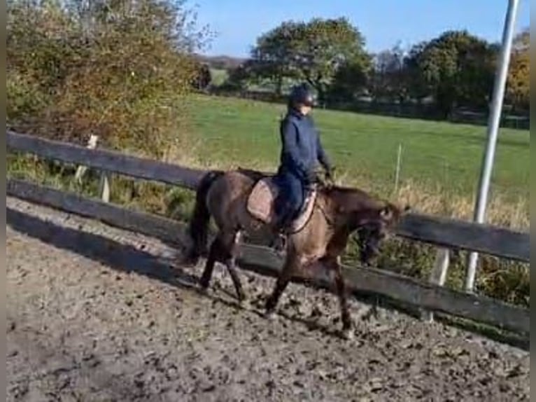 Konik Croisé Jument 10 Ans 133 cm Isabelle in Neuenkirchen