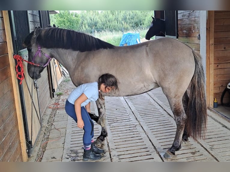 Konik Jument 10 Ans 147 cm Isabelle in FORST