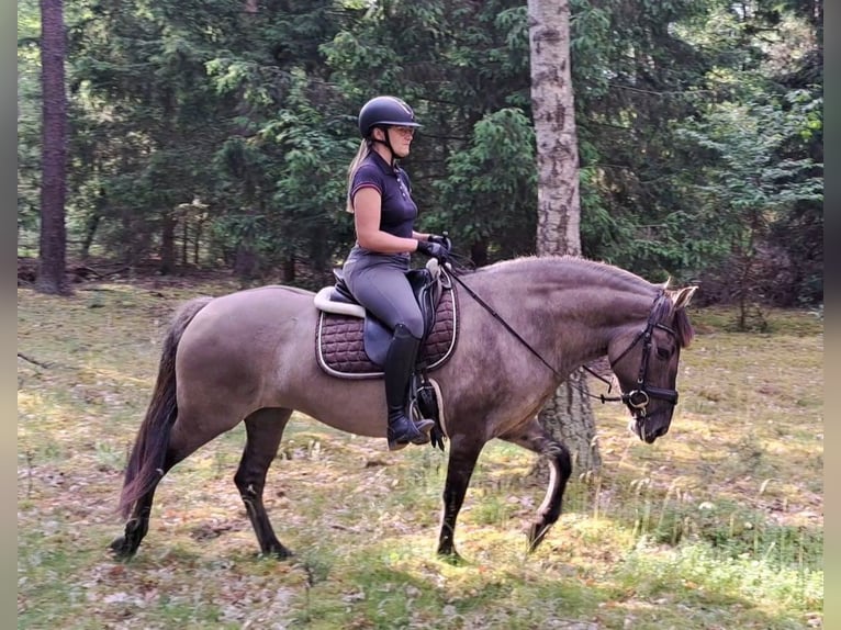 Konik Jument 10 Ans 147 cm Isabelle in FORST