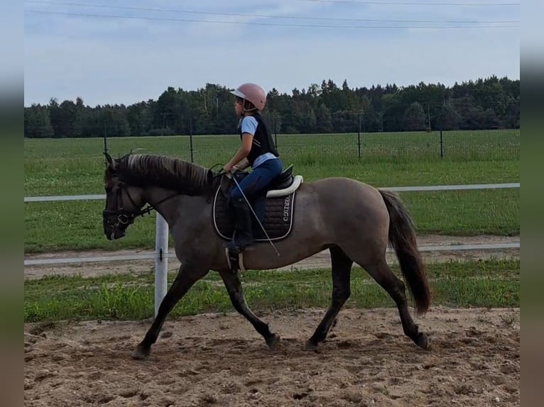 Konik Jument 10 Ans 147 cm Isabelle in FORST