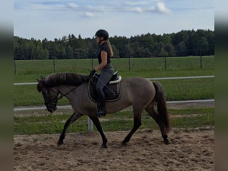 Konik Jument 10 Ans 147 cm Isabelle in FORST