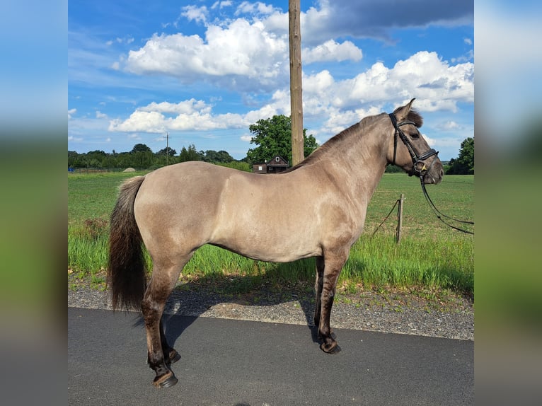 Konik Jument 10 Ans 147 cm Isabelle in FORST