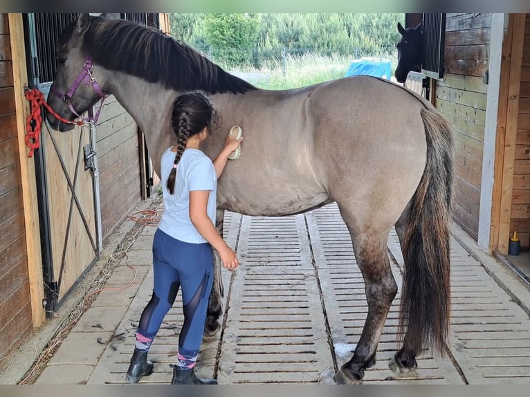 Konik Jument 10 Ans 147 cm Isabelle in FORST