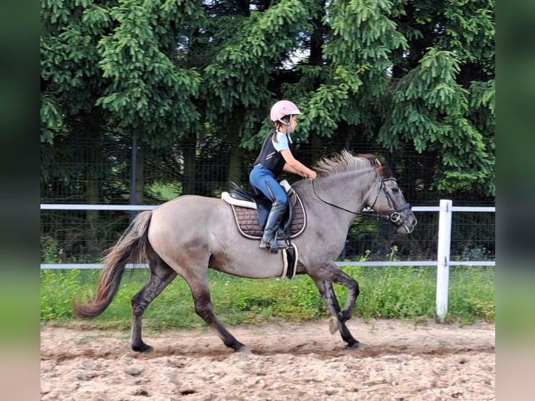 Konik Jument 10 Ans 147 cm Isabelle in FORST