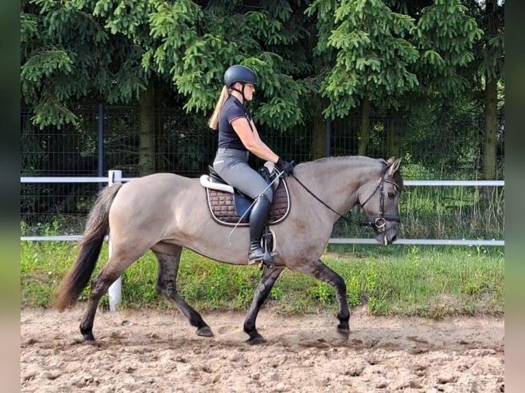 Konik Jument 10 Ans 147 cm Isabelle in FORST