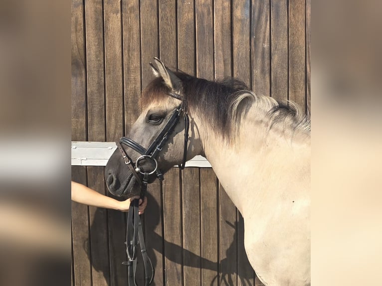 Konik Jument 11 Ans 135 cm Isabelle in Mülheim an der Ruhr