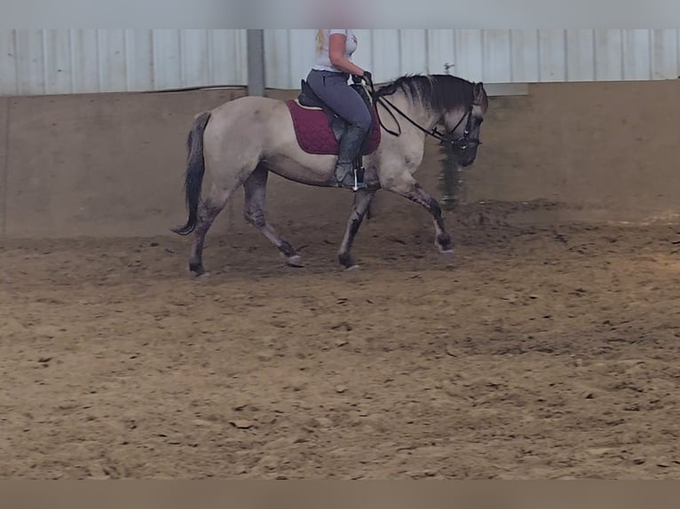 Konik Jument 11 Ans 135 cm Isabelle in Mülheim an der Ruhr