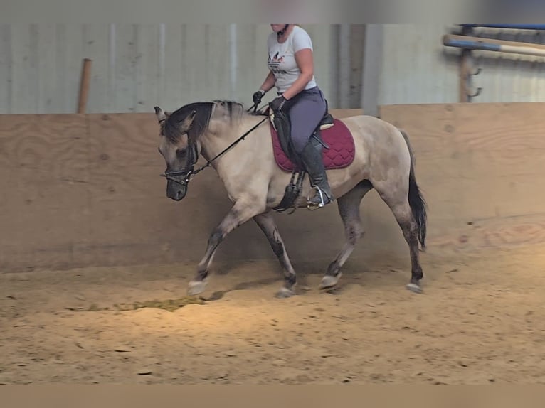 Konik Jument 11 Ans 135 cm Isabelle in Mülheim an der Ruhr