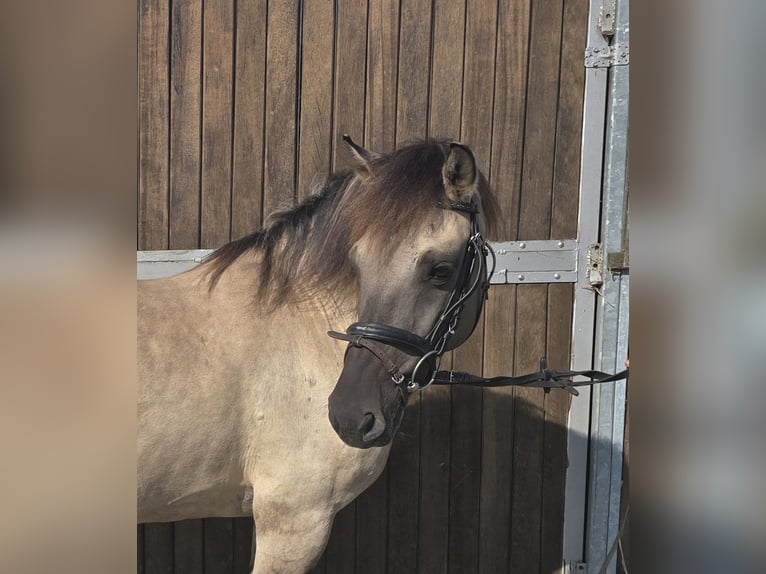 Konik Jument 11 Ans 135 cm Isabelle in Mülheim an der Ruhr