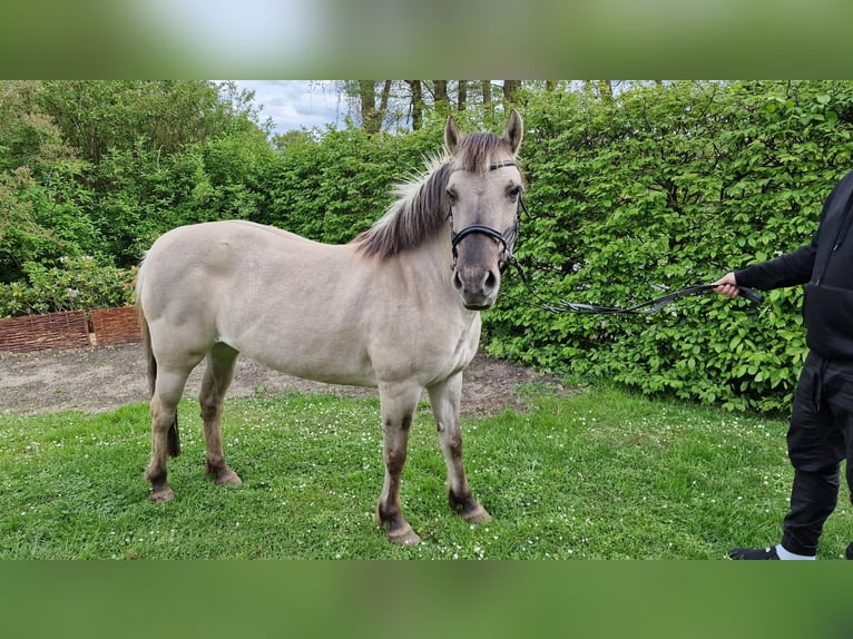 Konik Croisé Jument 11 Ans 135 cm Isabelle in Essen (Oldenburg)