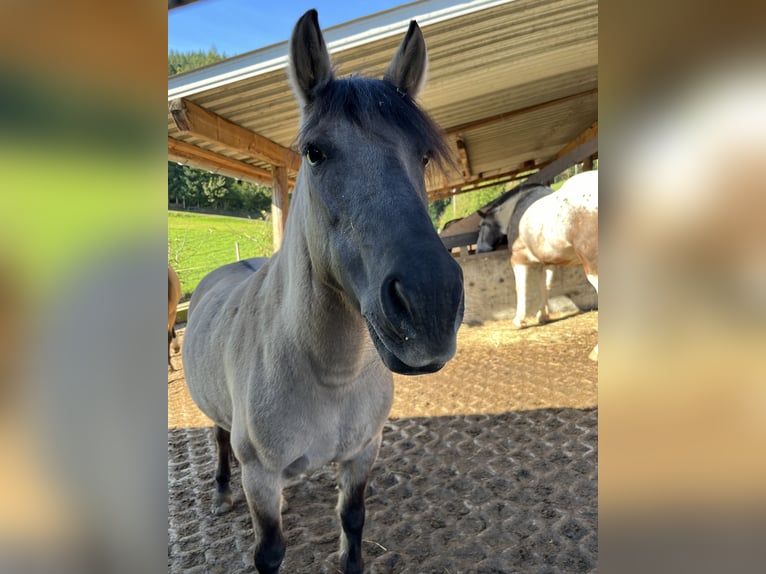 Konik Jument 11 Ans 135 cm Isabelle in Lahr/Schwarzwald