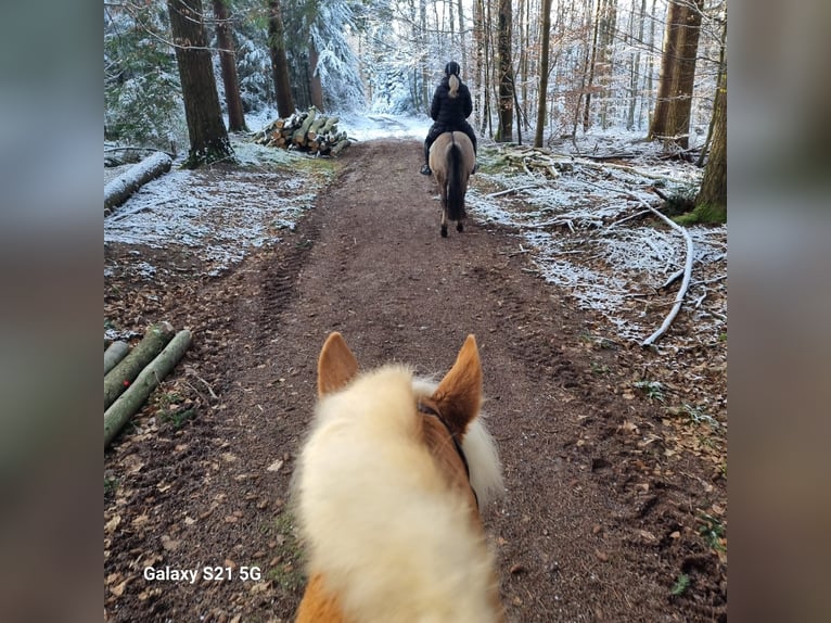 Konik Jument 11 Ans 135 cm Isabelle in Lahr/Schwarzwald