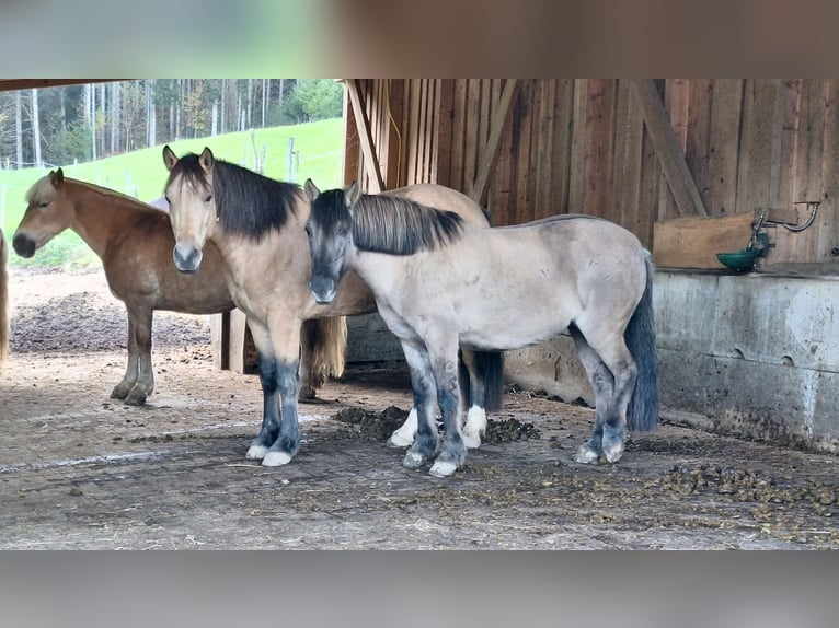 Konik Jument 11 Ans 135 cm Isabelle in Lahr/Schwarzwald