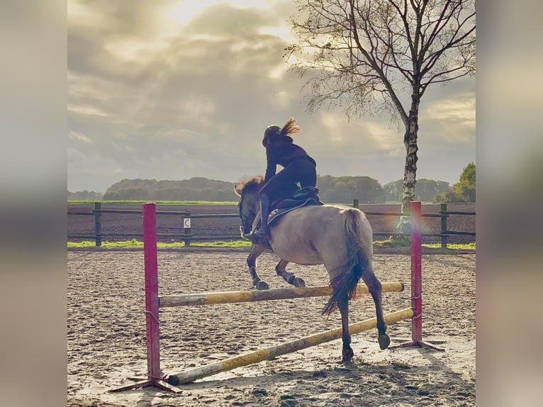 Konik Jument 11 Ans 136 cm Grullo in Gronau (Westfalen)