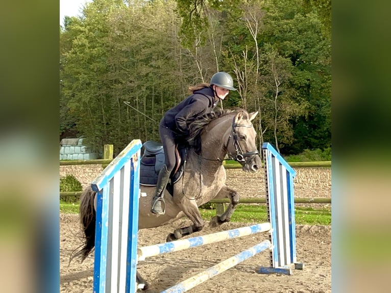 Konik Jument 11 Ans 136 cm Grullo in Gronau (Westfalen)