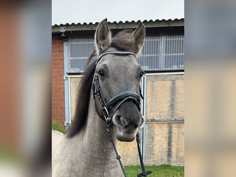 Konik Jument 11 Ans 136 cm Grullo in Gronau (Westfalen)